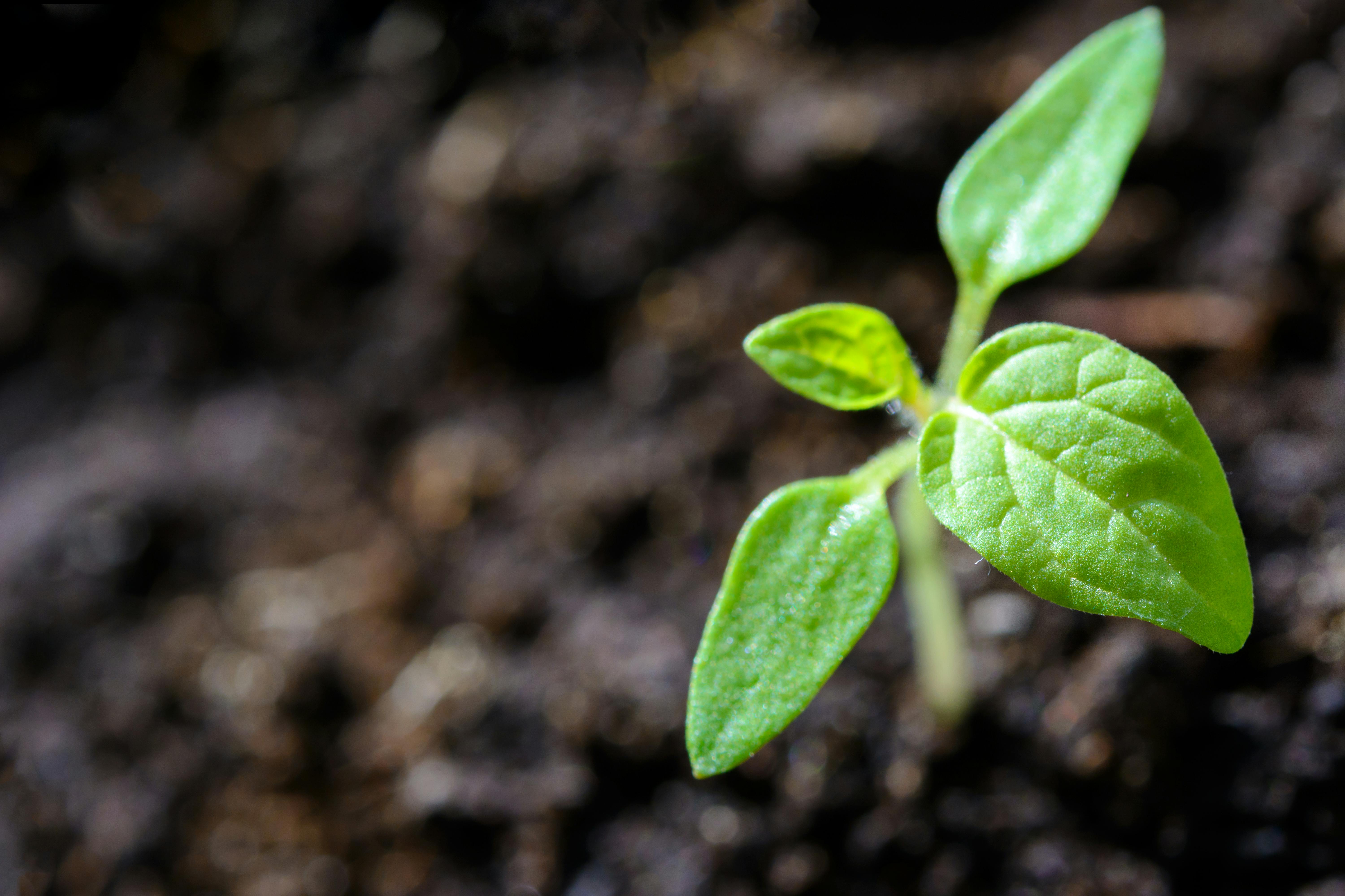The Future of Sustainable Scrap Management in India